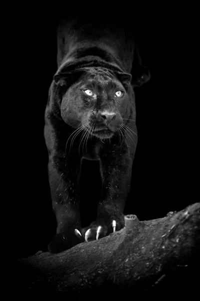 Koyu arka plan üzerinde siyah leopar — Stok fotoğraf