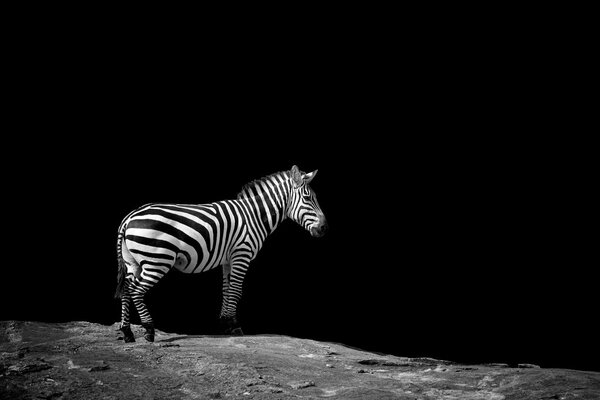 Zebra on dark background