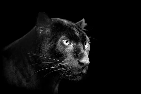 Svart leopard på mörk bakgrund — Stockfoto
