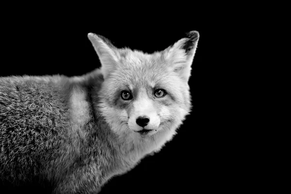 Renard sur fond sombre — Photo