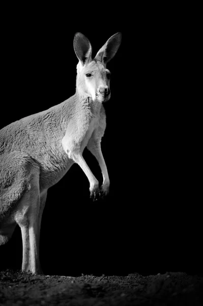 Kangoeroe op donkere achtergrond — Stockfoto