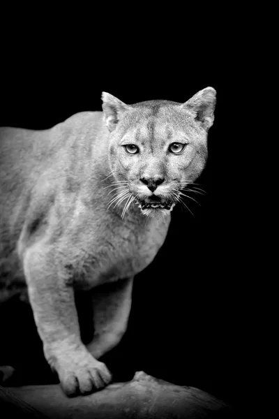 Puma sur fond sombre — Photo