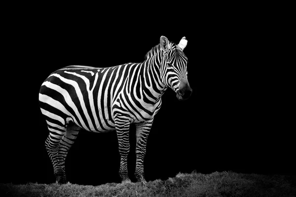 Zebra auf dunklem Hintergrund — Stockfoto