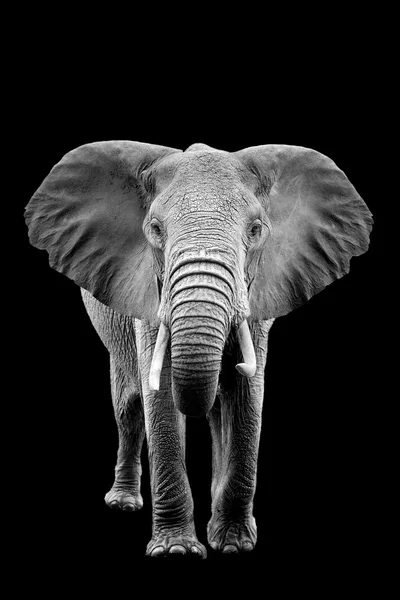 Elephant on dark background — Stock Photo, Image