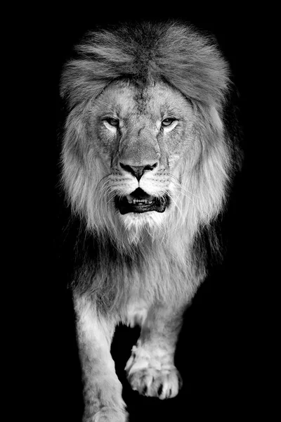 Lion sur fond sombre — Photo