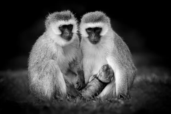 Affe auf dunklem Hintergrund — Stockfoto