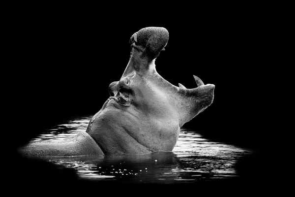 Hippopotame dans l'eau sur fond sombre — Photo