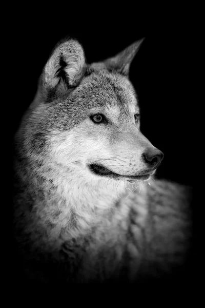 Lobo sobre fondo oscuro — Foto de Stock