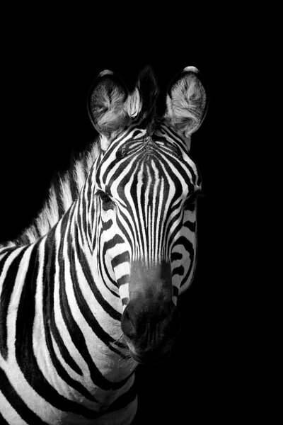 Zebra on dark background