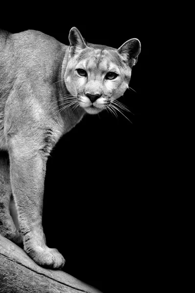 Puma sötét háttér — Stock Fotó