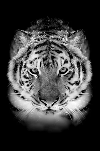 Tigre su sfondo scuro — Foto Stock