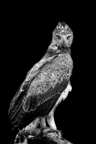 Águila Tawny sobre fondo oscuro —  Fotos de Stock