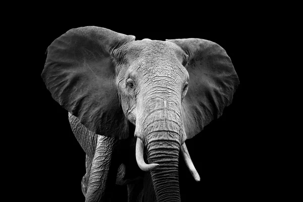 어두운 배경에 코끼리 — 스톡 사진