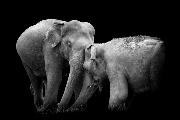 Elephant on dark background — Stock Photo, Image