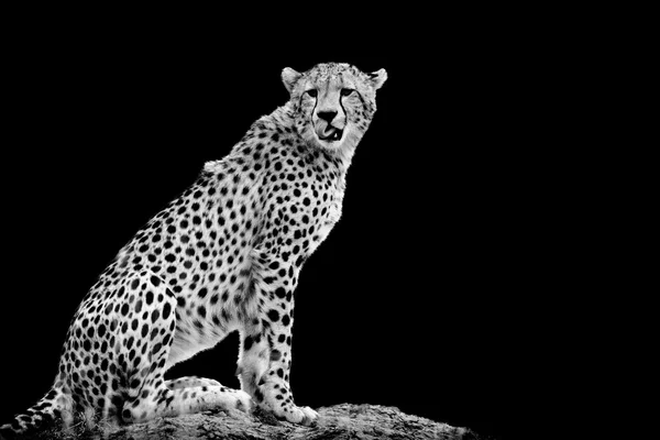 Cheetah on dark background — Stock Photo, Image