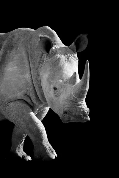 어두운 배경에 코뿔소 — 스톡 사진