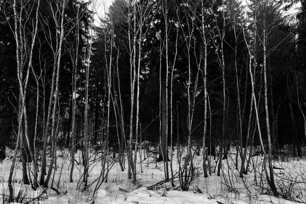Black and white trees in snow — Stock Photo, Image