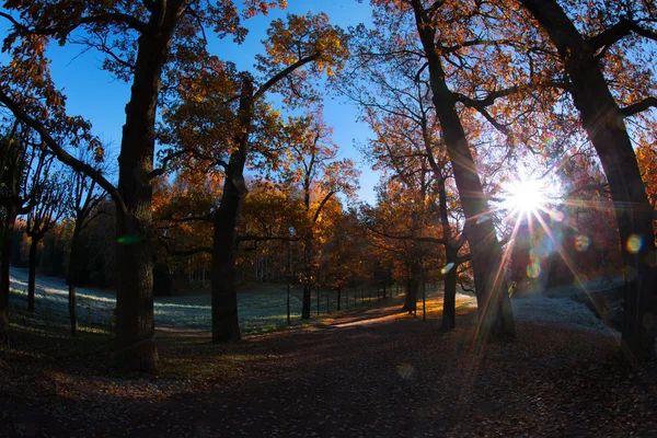 El atardecer de otoño fue creado en el bosque del Parque Pavlovsk ubicado en San Petersburgo, Rusia, poco antes del atardecer. . — Foto de Stock