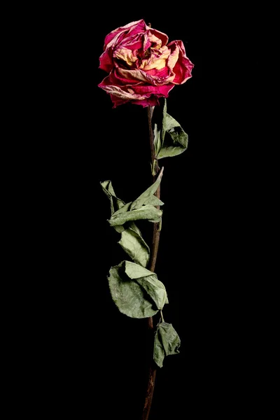 Getrocknete Blume auf Hintergrund — Stockfoto