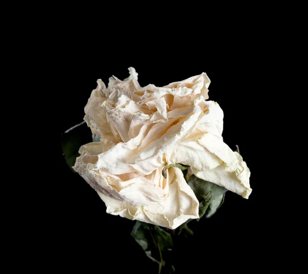 Szárított Rózsa virág elkülönített. — Stock Fotó
