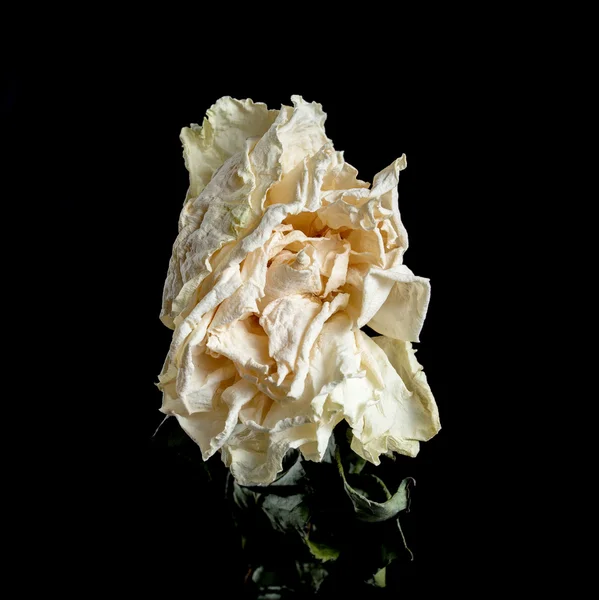 Getrocknete Rosenblüte isoliert. — Stockfoto