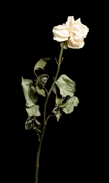 玫瑰干花分离. — 图库照片