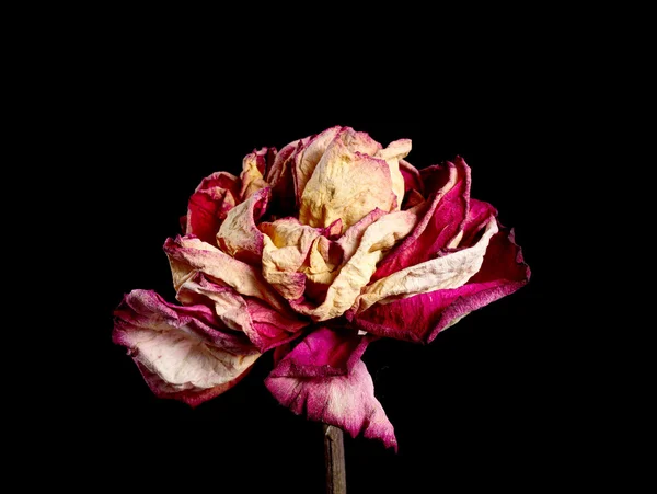 Flor seca no fundo — Fotografia de Stock
