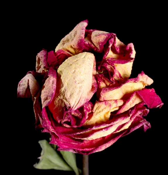 Getrocknete Blume auf Hintergrund — Stockfoto