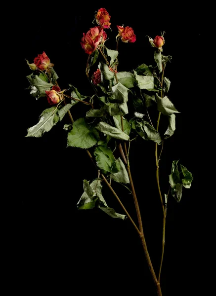 Getrocknete Rosenblüte isoliert. — Stockfoto