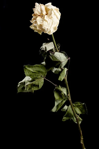 Suszona róża kwiat izolowany. — Zdjęcie stockowe