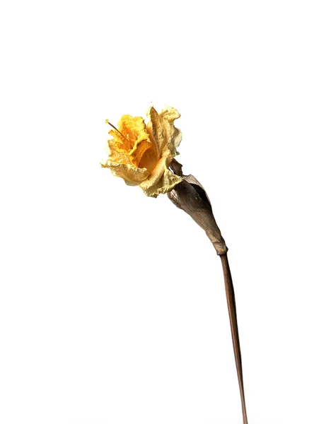 Trockene Narzisse, isoliert auf einem weißen Hintergrund, trockene Blume mit zerknitterten Teilen trockener Blätter und Blütenblättern mit einem Teil trockener Stängel. Herbarium gewöhnlicher Blumen unsachgemäß getrocknet. — Stockfoto
