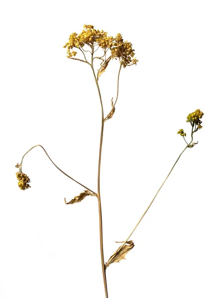 Planta paraguas aislada sobre un fondo blanco flor seca con partes arrugadas de hojas secas y pétalos con una parte del tallo seco. Herbario de flores ordinarias mal secadas. — Foto de Stock