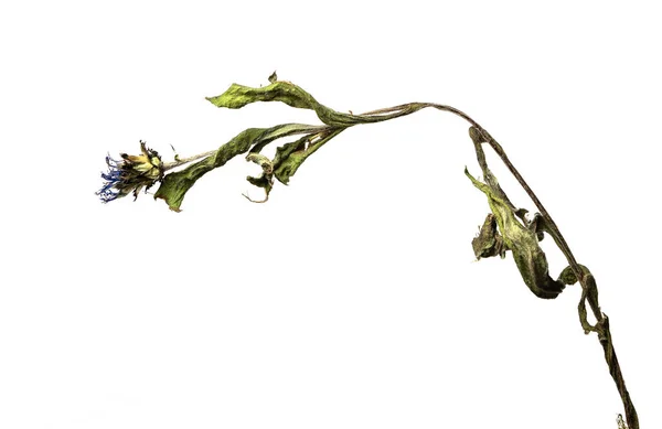 Aciano aislado sobre un fondo blanco flor seca con partes arrugadas de hojas secas y pétalos con una parte del tallo seco. Herbario de flores ordinarias mal secadas. —  Fotos de Stock
