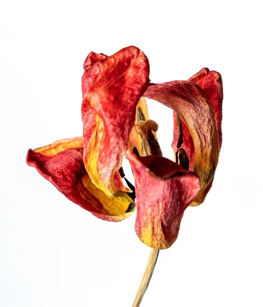 Tulipán seco. Aislado sobre un fondo blanco flor seca con partes arrugadas de hojas secas y pétalos con una parte del tallo seco. Herbario de flores ordinarias mal secadas. — Foto de Stock