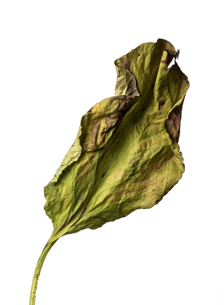 Pétalo aislado sobre un fondo blanco flor seca con partes arrugadas de hojas secas y pétalos con una parte del tallo seco. Herbario de flores ordinarias mal secadas. — Foto de Stock