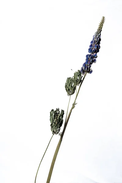 Delphinium Isolado em um fundo branco flor seca com partes amassadas de folhas secas e pétalas com uma parte do caule seco. Herbário de flores ordinárias indevidamente secas. — Fotografia de Stock