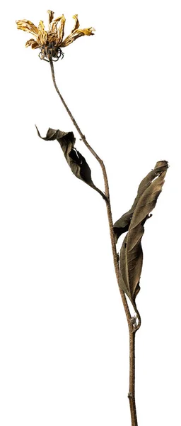 Manzanilla seca aislada sobre un fondo blanco flor seca con partes arrugadas de hojas secas y pétalos con una parte del tallo seco. Herbario de flores ordinarias mal secadas. — Foto de Stock