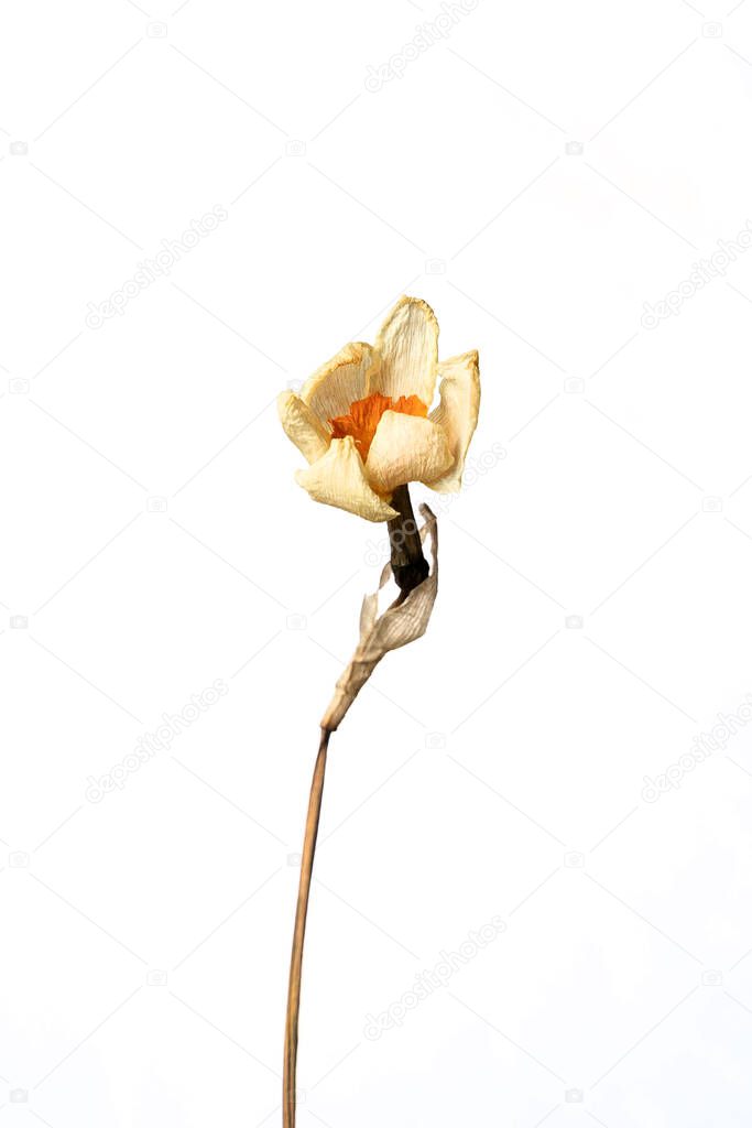 Dry narcissus, Isolated on a white background dry flower with crumpled parts of dry leaves and petals with a part of dry stem. Herbarium of ordinary flowers improperly dried.