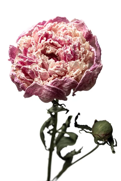 Pivoine séchée. Isolé sur un fond blanc fleur sèche avec des parties froissées de feuilles sèches et des pétales avec une partie de tige sèche. Herbier de fleurs ordinaires mal séchées. — Photo