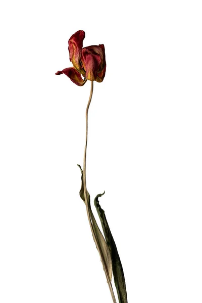 Tulipa seca. Isolado em um fundo branco flor seca com partes amassadas de folhas secas e pétalas com uma parte do caule seco. Herbário de flores ordinárias indevidamente secas. — Fotografia de Stock