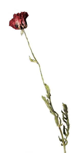 Απομονωμένο σε λευκό φόντο ξηρό λουλούδι με θρυμματισμένα μέρη ξηρών φύλλων και πέταλα με μέρος ξηρού στελέχους. — Φωτογραφία Αρχείου