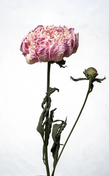 Peônia seca. Isolado em um fundo branco flor seca com partes amassadas de folhas secas e pétalas com uma parte do caule seco. Herbário de flores ordinárias indevidamente secas. — Fotografia de Stock