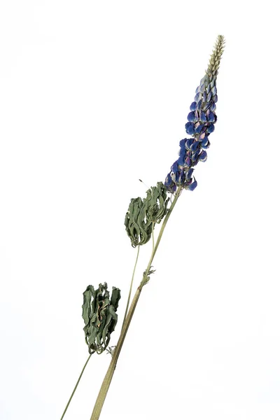 Delphinium Aislado sobre un fondo blanco flor seca con partes arrugadas de hojas secas y pétalos con una parte del tallo seco. Herbario de flores ordinarias mal secadas. — Foto de Stock