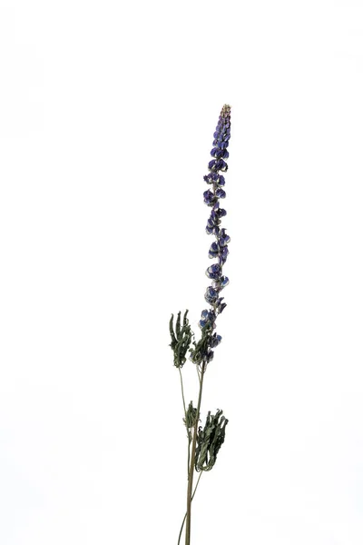 Delphinium Aislado sobre un fondo blanco flor seca con partes arrugadas de hojas secas y pétalos con una parte del tallo seco. Herbario de flores ordinarias mal secadas. — Foto de Stock