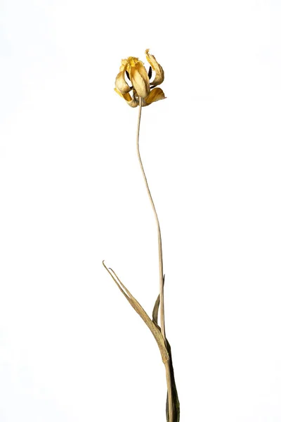 Tulipán seco. Aislado sobre un fondo blanco flor seca con partes arrugadas de hojas secas y pétalos con una parte del tallo seco. Herbario de flores ordinarias mal secadas. —  Fotos de Stock