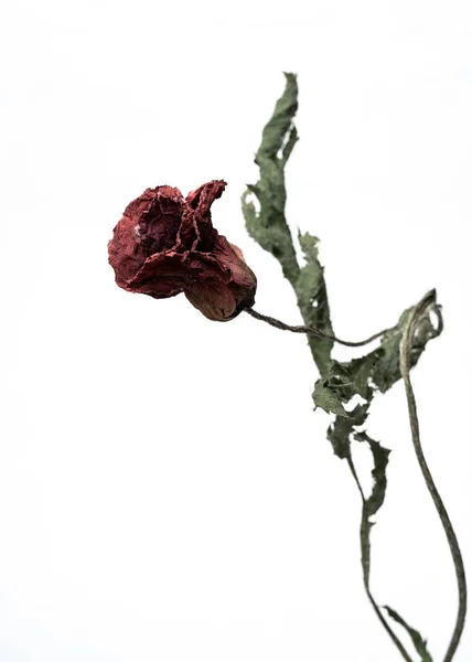 Papoula seca. Isolado em um fundo branco flor seca com partes amassadas de folhas secas e pétalas com uma parte do caule seco. Herbário de flores ordinárias indevidamente secas. — Fotografia de Stock