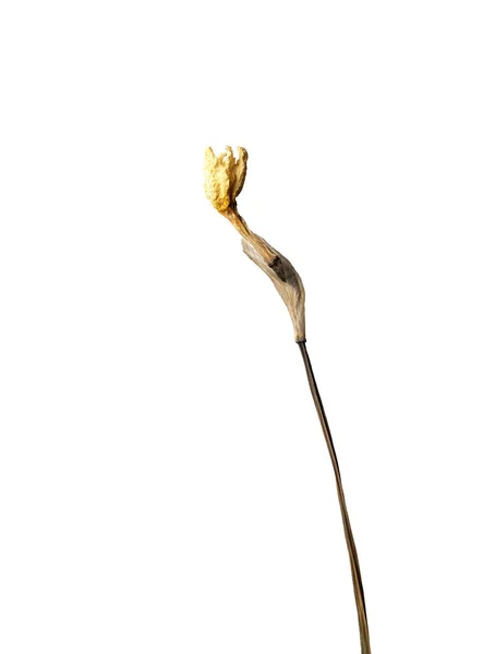 Narciso seco, aislado sobre un fondo blanco flor seca con partes arrugadas de hojas secas y pétalos con una parte del tallo seco. Herbario de flores ordinarias mal secadas. —  Fotos de Stock