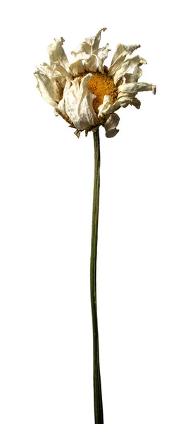 Vereinzelte trockene Kamille auf weißem Hintergrund, trockene Blume mit zerknitterten Teilen trockener Blätter und Blütenblätter mit einem Teil trockener Stängel. Herbarium gewöhnlicher Blumen unsachgemäß getrocknet. — Stockfoto