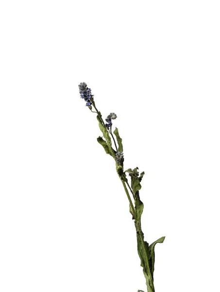 Izolovaný chrpa na bílém pozadí suchý květ se zmačkanými částmi suchého listí a okvětními lístky s částí suchého stonku. Herbář z obyčejných květin nesprávně vysušených. — Stock fotografie