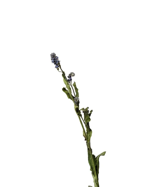 Flor de milho isolada em um fundo branco flor seca com partes amassadas de folhas secas e pétalas com uma parte do caule seco. Herbário de flores ordinárias indevidamente secas. — Fotografia de Stock